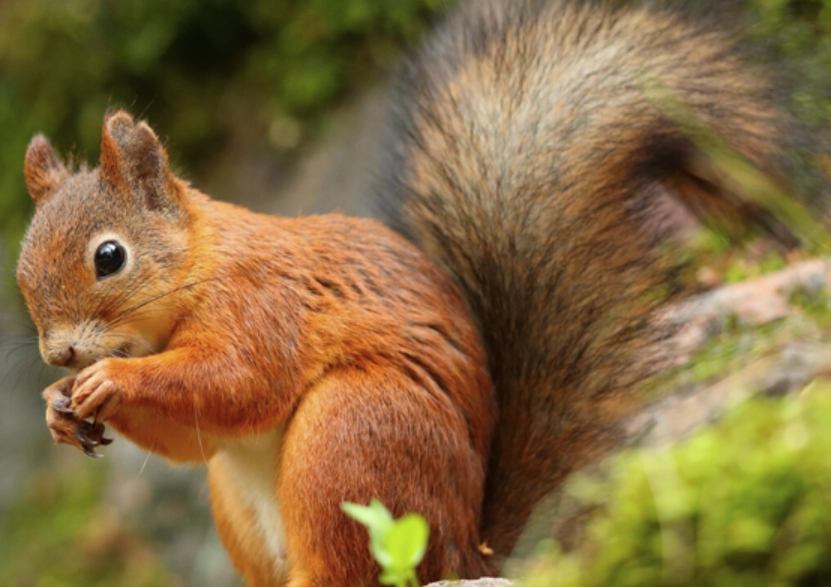 are there red squirrels in indiana