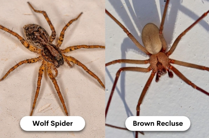 brown recluse spider comparison