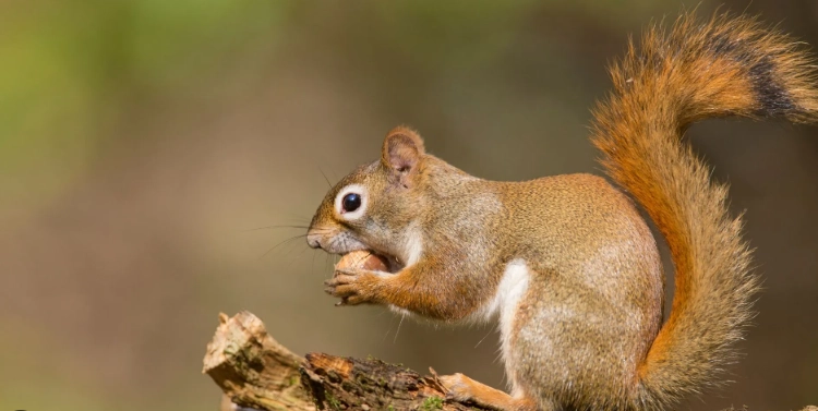 indiana red squirrel