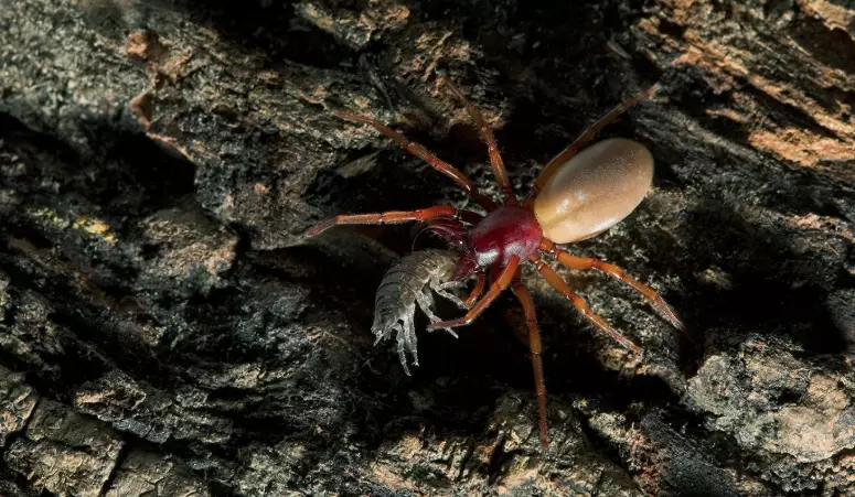 dysdera crocata habitat