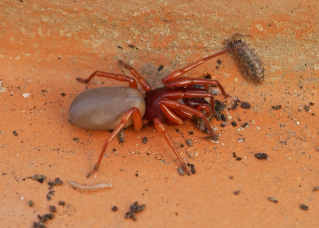 dysdera crocata habitat