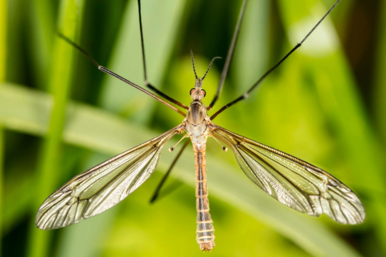 florida crane fly