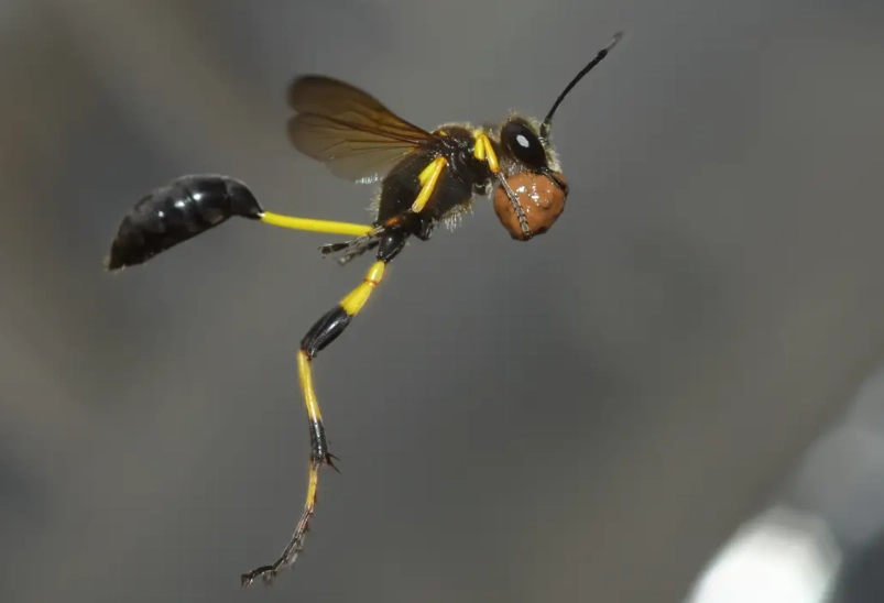 are mud daubers dangerous