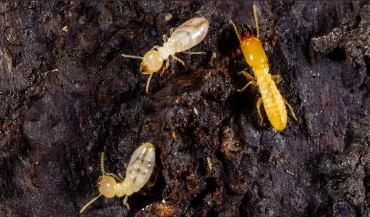 What Does a Subterranean Termite Look Like? A Visual Guide with Pictures