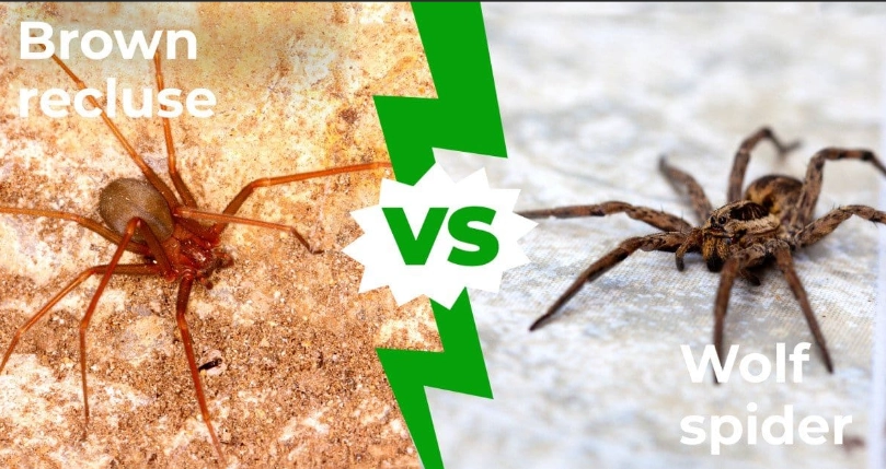 Brown Recluse vs Wolf Spider: Ultimate Identification & Safety Guide