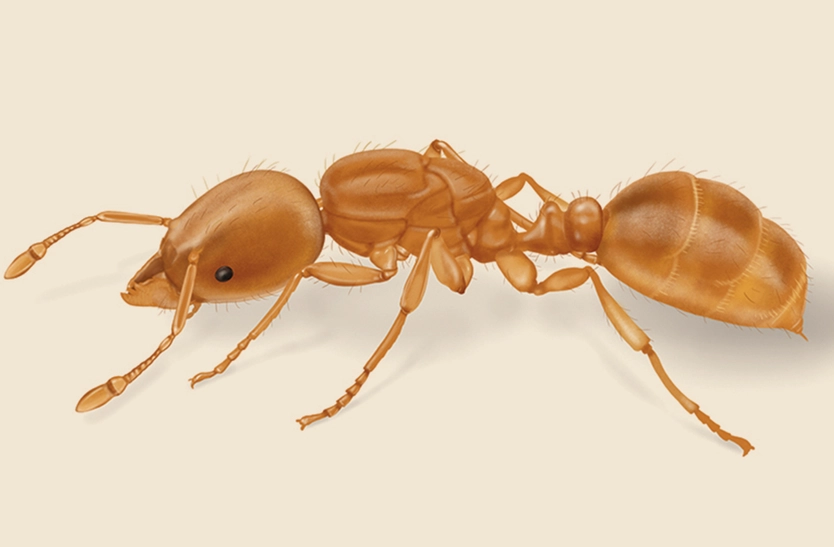 Thief Ants: Complete Guide to Identification, Control & Prevention