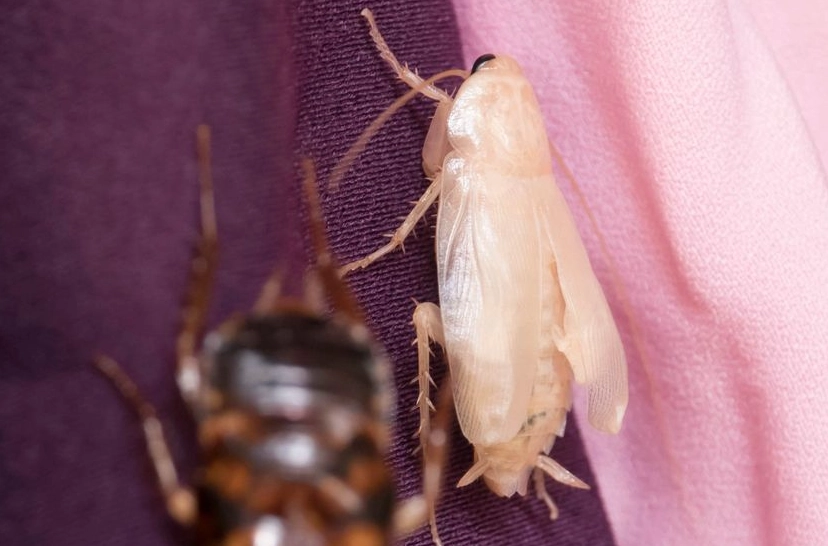 cockroach shedding