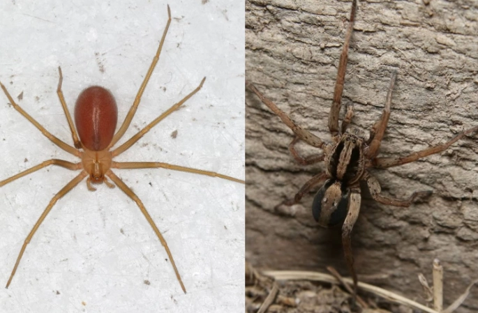 identify brown recluse wolf spider