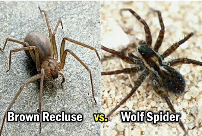 identify brown recluse wolf spider