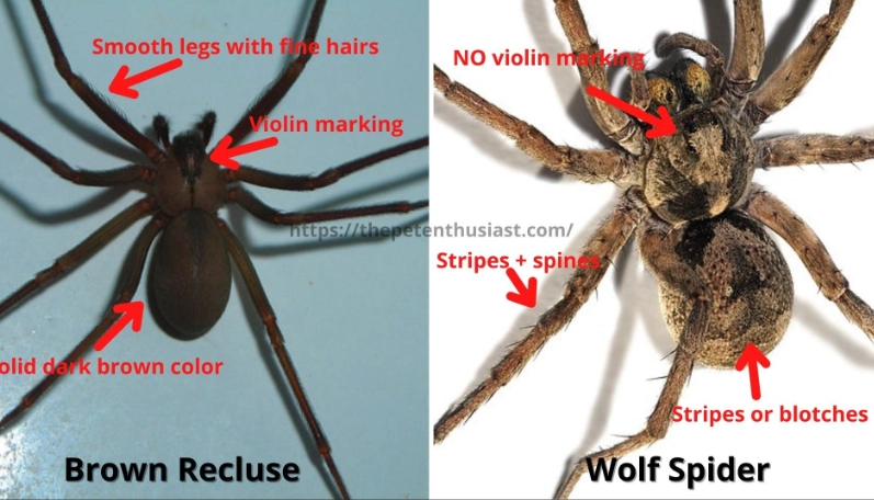 wolf spider vs brown recluse