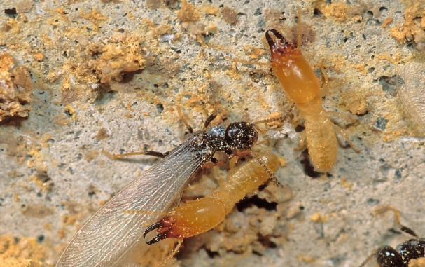 what do termites look like