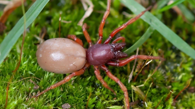 Woodlouse Spider Habitat Guide: Where They Live & Why