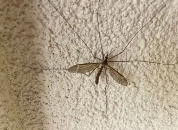 White Crane Fly: Friend, Foe, or Just a Harmless Fly? The Complete Guide