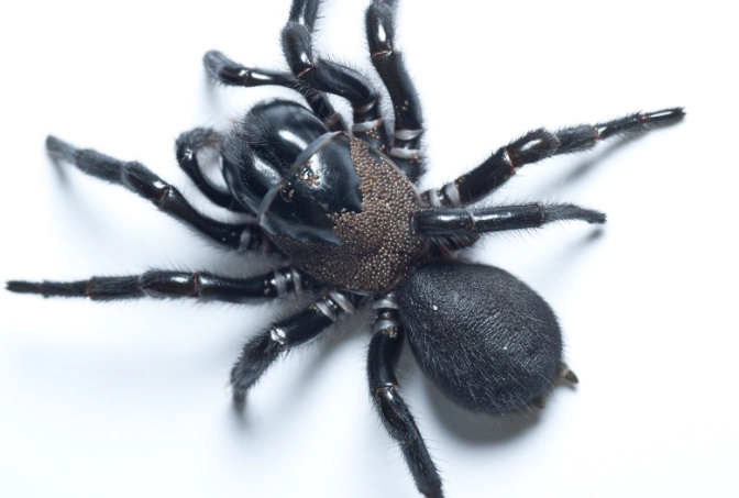 funnel web spider bite