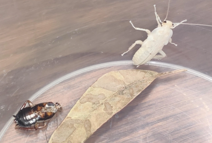 cockroach exoskeleton