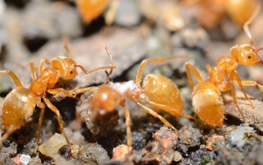 How to get rid of thief ants