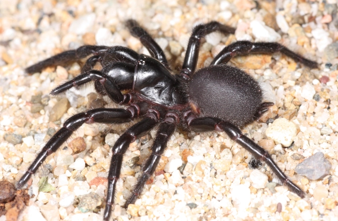 What is a Funnel Web Spider? The Complete Guide to Australia's Most Feared Arachnid