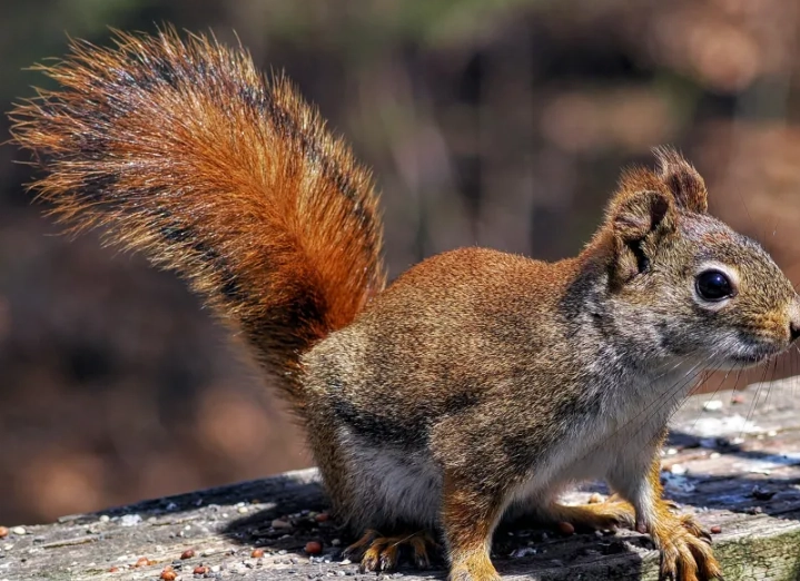 indiana red squirrel