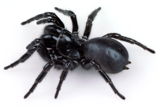 funnel web spider bite
