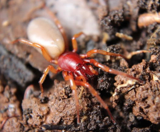 where do woodlouse spiders live