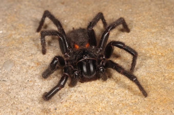 funnel web spider bite