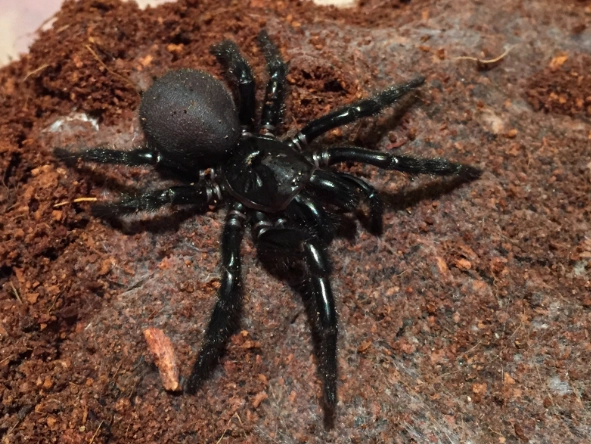funnel web spider