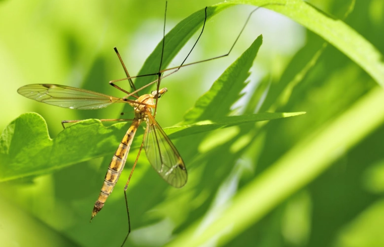 Crane Flies in Florida: Complete Guide to Identification & Control