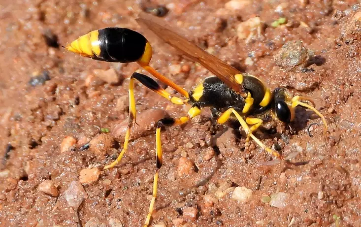 mud dauber nest removal