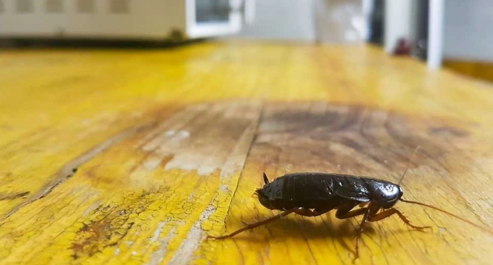 cockroach shedding
