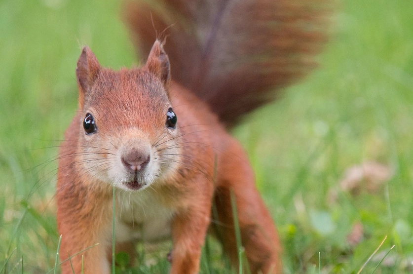 Red Squirrels in Indiana: The Complete Guide to Finding & Protecting Them