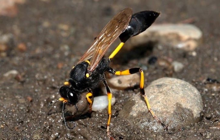 Mud Daubers in Wisconsin: A Complete Guide to Identification & Control