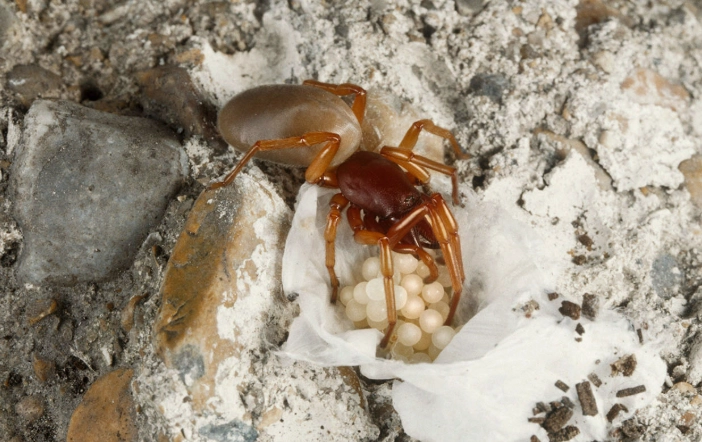 dysdera crocata habitat