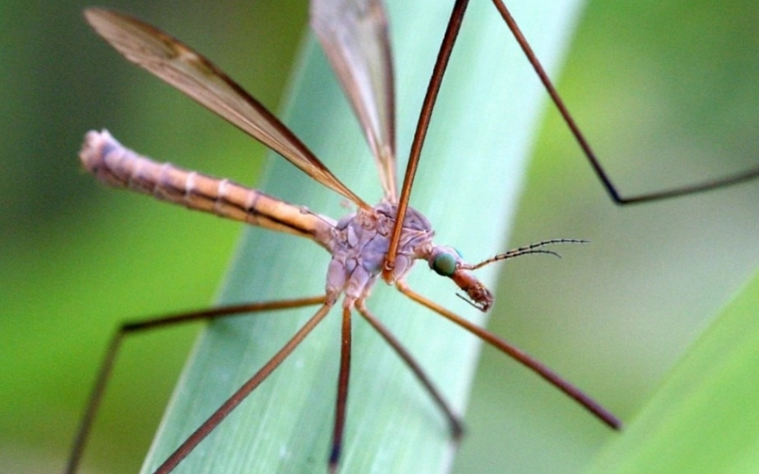 do crane flies bite