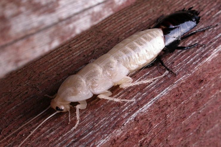 Cockroach Cast Skins: The Complete Guide to Identification, Risks & Removal