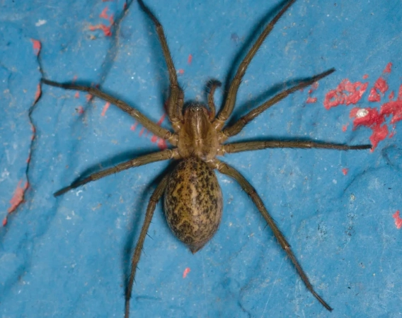 kansas spider identification