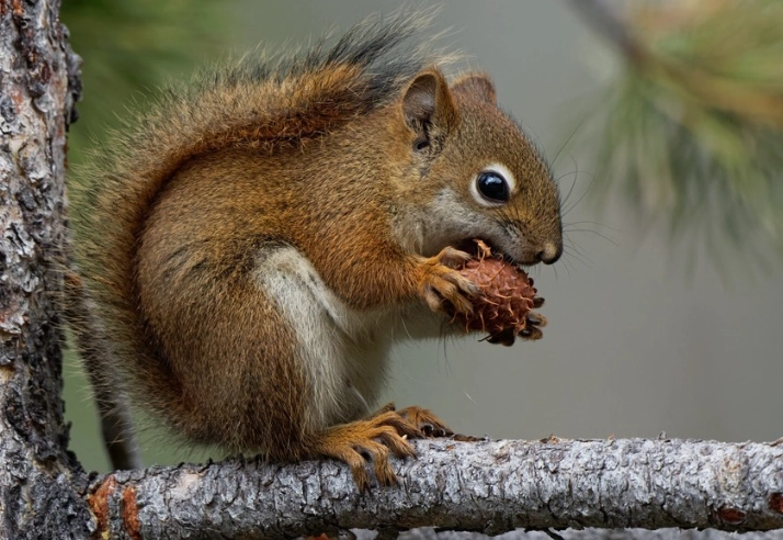 ohio red squirrel habitat