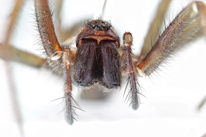 kansas spider identification