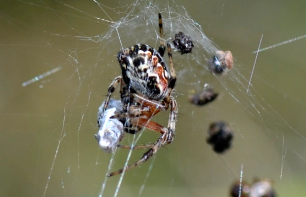 New Mexico Orb Weaver: Complete Guide to Identification, Habitat & Benefits