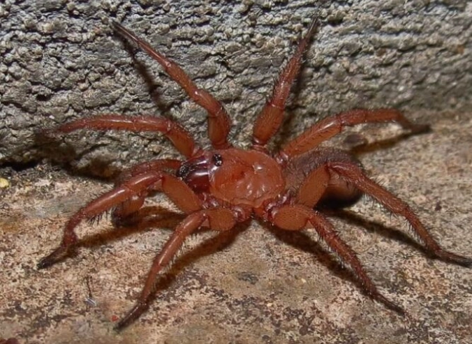 poisonous red spiders