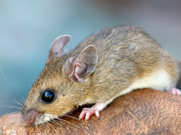 house mouse control