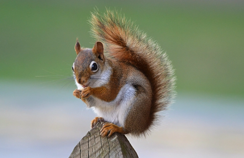 Ohio red squirrel