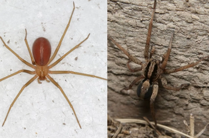 brown recluse spider bite