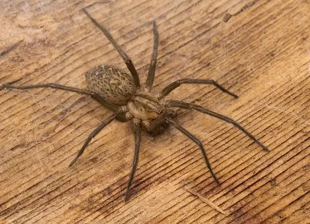 hobo spider bite