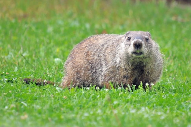 Kansas groundhog control