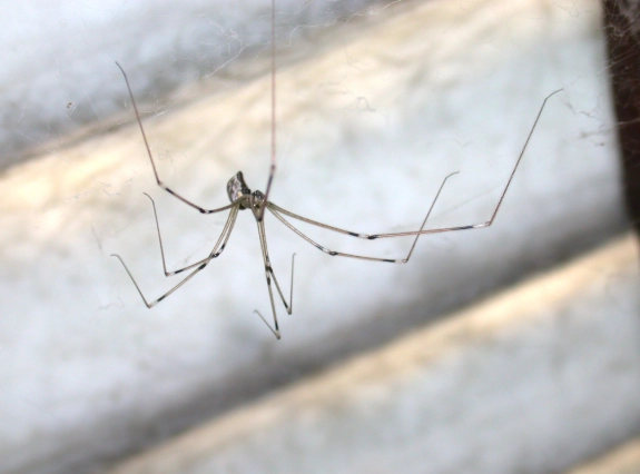 long-legged spider