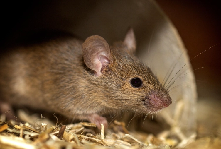 Mouse Rodent Guide: Identification, Prevention & Control Strategies