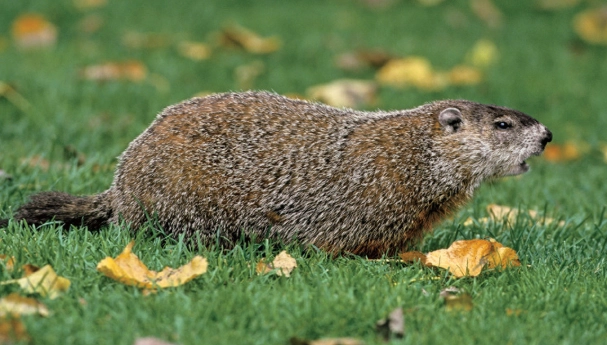 Kansas groundhog control