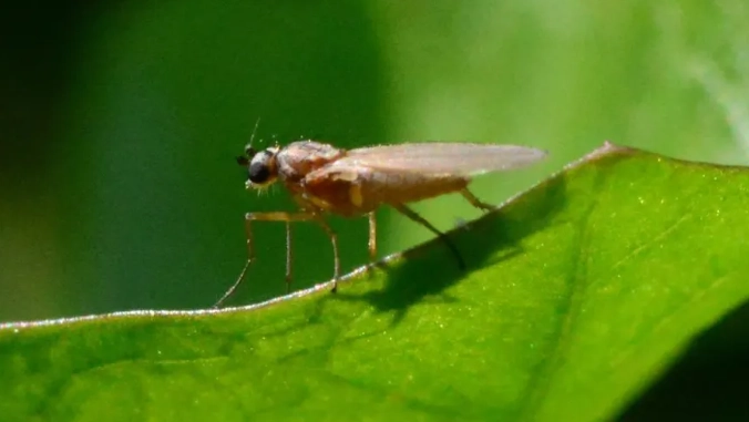 how to get rid of noseeums