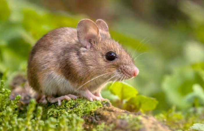 house mouse control