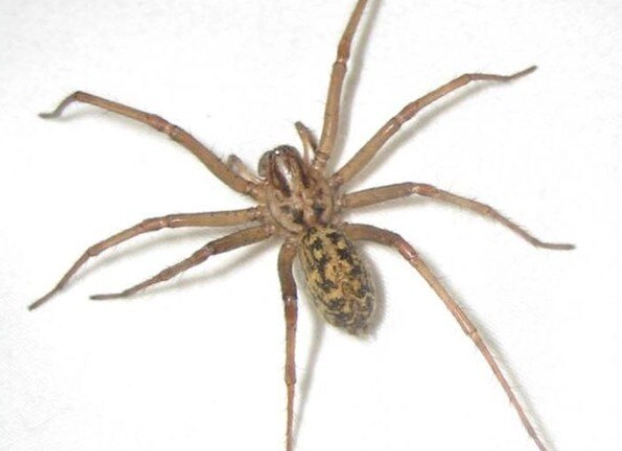 hobo spider kansas